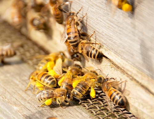 honeybee photo