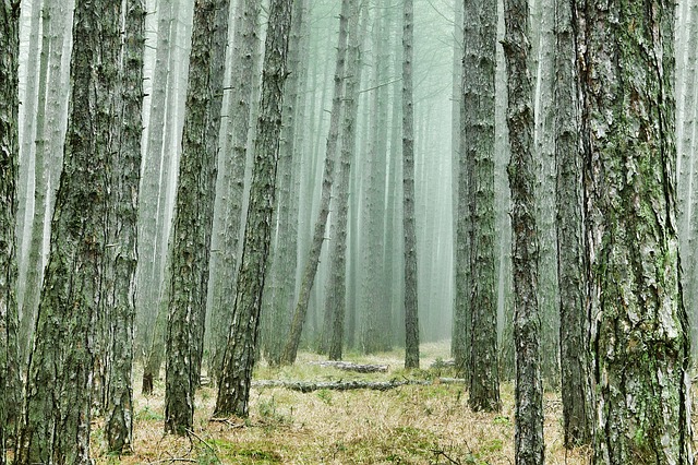 pine tree photo