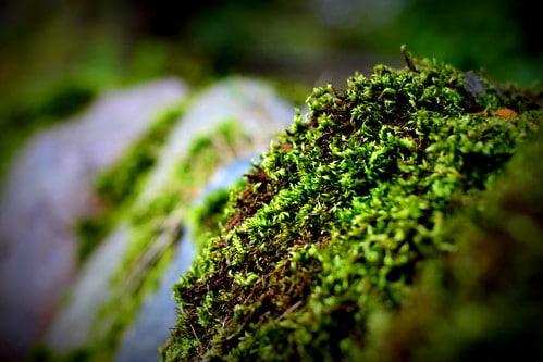 Moss As A Low Maintenance Log Cabin Landscape