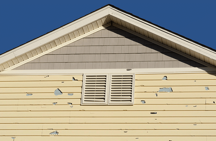Insect Damage on Traditional Siding