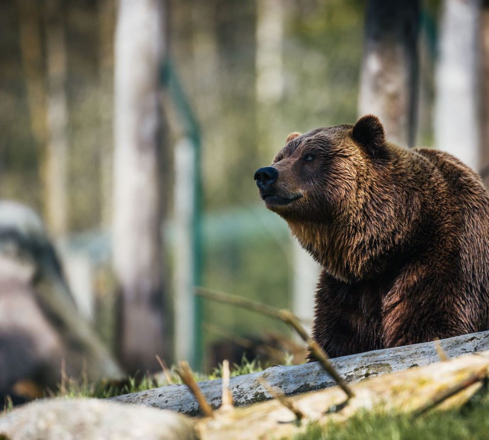 Bear hanging around a log cabin